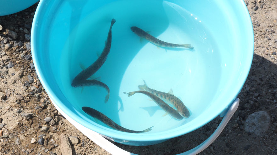 %e3%82%b5%e3%82%af%e3%83%a9%e3%83%9e%e3%82%b9%e3%81%ae%e7%a8%9a%e9%ad%9a