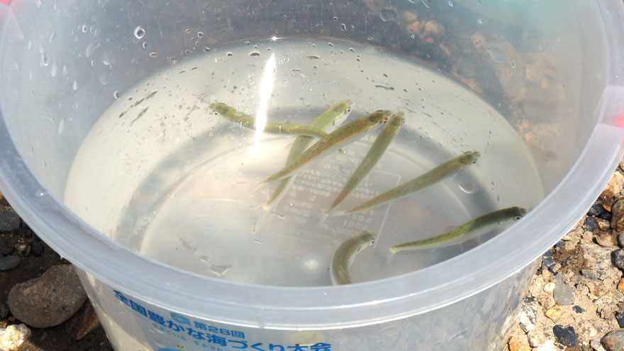 %e9%ae%ad%e3%81%ae%e7%a8%9a%e9%ad%9a