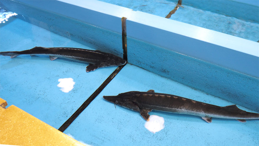 %e9%a4%a8%e5%86%853_%e3%83%81%e3%83%a7%e3%82%a6%e3%82%b6%e3%83%a1