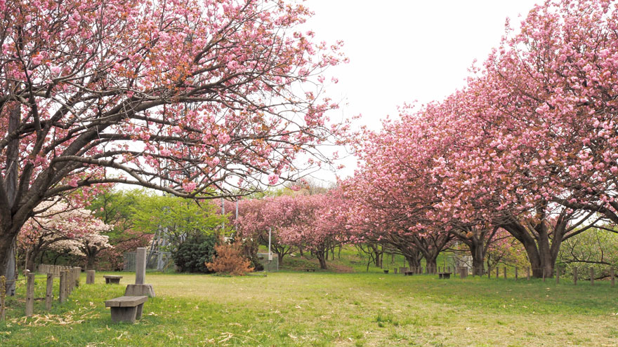 20260423%e8%ab%b8%e4%b8%8a%e5%af%ba1