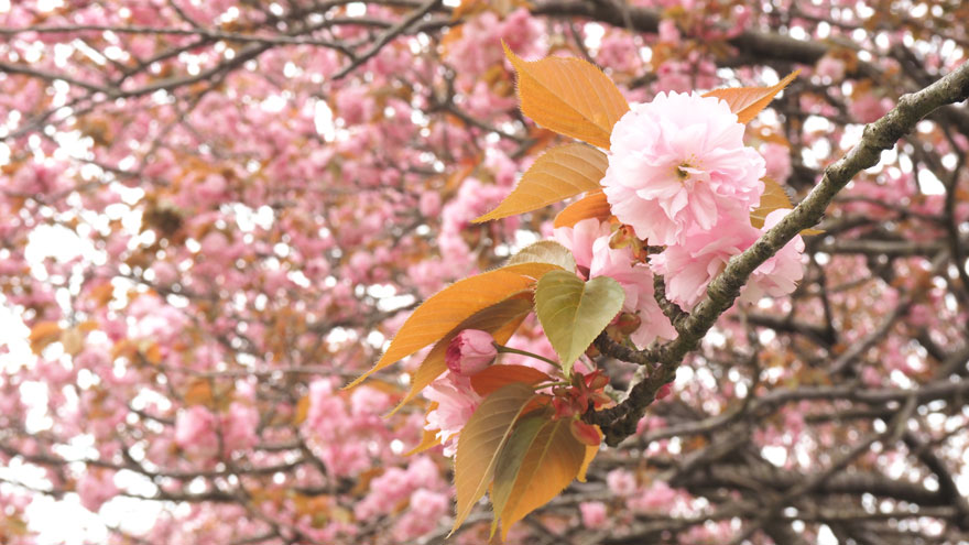 20260423%e8%ab%b8%e4%b8%8a%e5%af%ba2