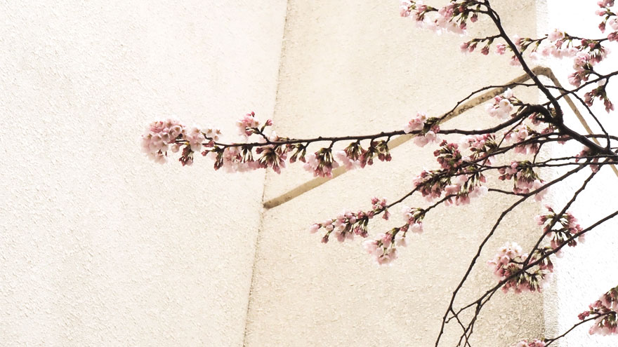 %e4%bd%93%e8%82%b2%e9%a4%a8%e3%81%ae%e6%a1%9c