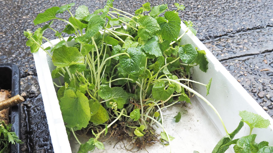 %e8%91%89%e3%83%af%e3%82%b5%e3%83%93