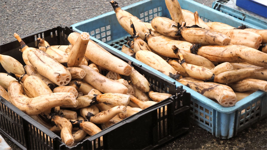 %e3%83%ac%e3%83%b3%e3%82%b3%e3%83%b3