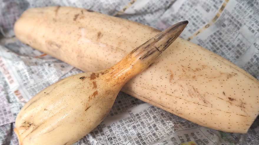 %e8%8a%bd%e3%83%8f%e3%82%b9