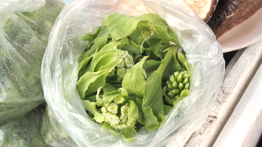 %e3%83%95%e3%82%ad%e3%83%8e%e3%83%88%e3%82%a6