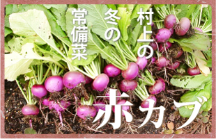 赤カブ