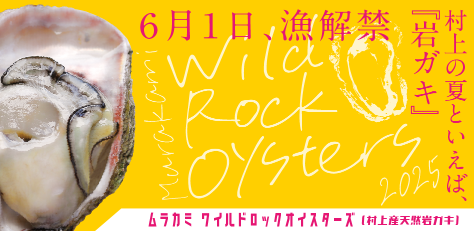 ムラカミ ワイルドロックオイスターズ2025