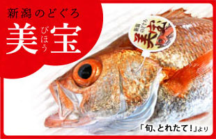 旬とれたて!>新潟のどぐろ美宝