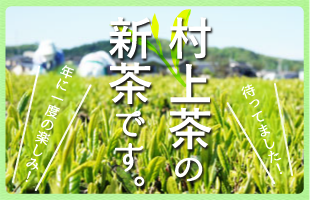 村上茶の新茶